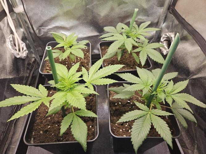 🍌Strawnana Sundae/ Again. Week 4