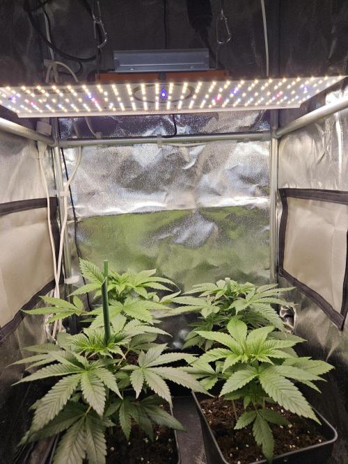 🍌Strawnana Sundae/ Again. Week 5