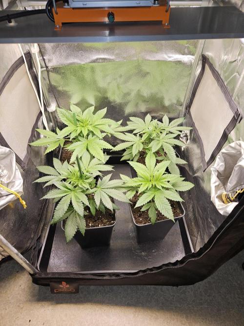 🍌Strawnana Sundae/ Again. Week 5