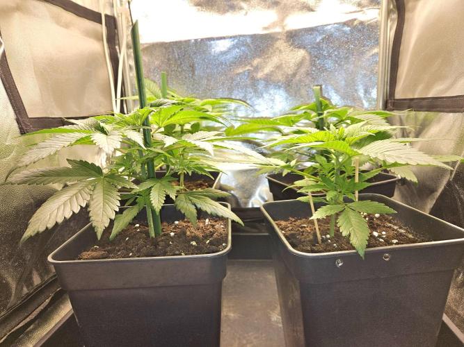 🍌Strawnana Sundae/ Again. Week 5