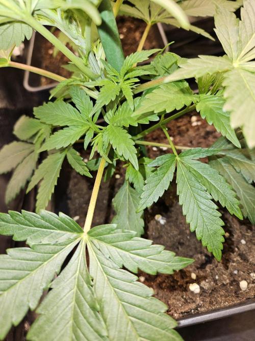 🍌Strawnana Sundae/ Again. Week 5