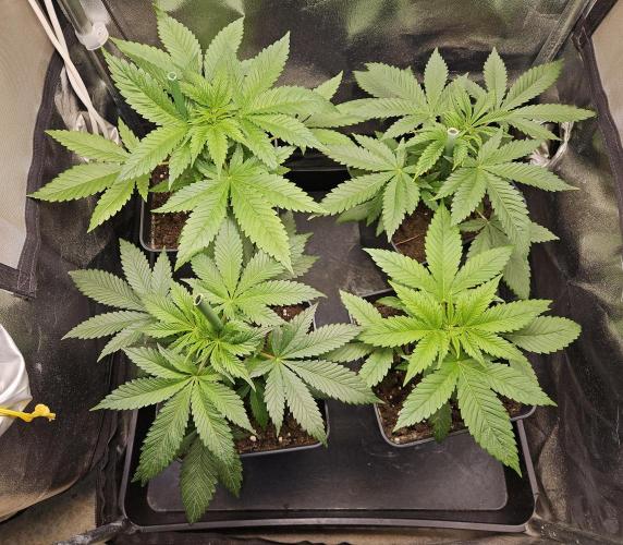 🍌Strawnana Sundae/ Again. Week 5