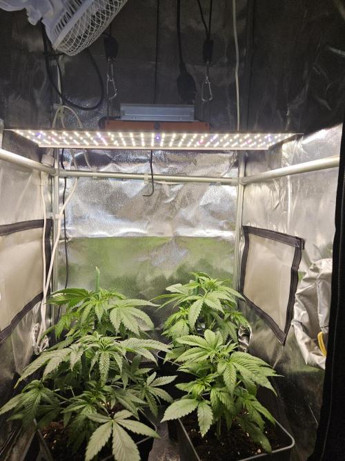 🍌Strawnana Sundae/ Again. Week 6