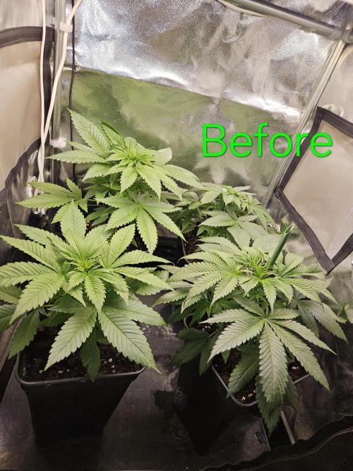 🍌Strawnana Sundae/ Again. Week 6