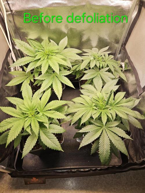 🍌Strawnana Sundae/ Again. Week 6