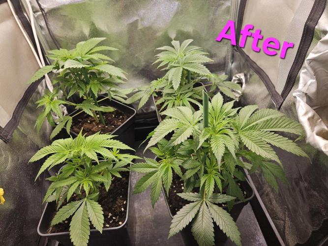 🍌Strawnana Sundae/ Again. Week 6