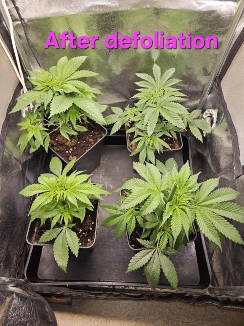 🍌Strawnana Sundae/ Again. Week 6