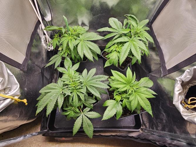 🍌Strawnana Sundae/ Again. Week 6