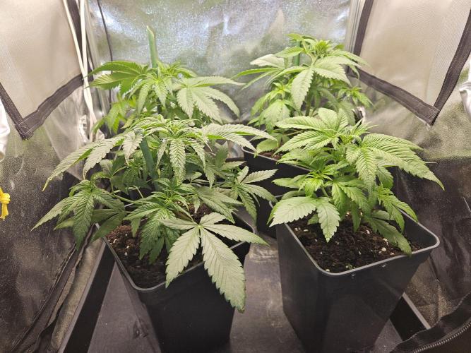 🍌Strawnana Sundae/ Again. Week 6