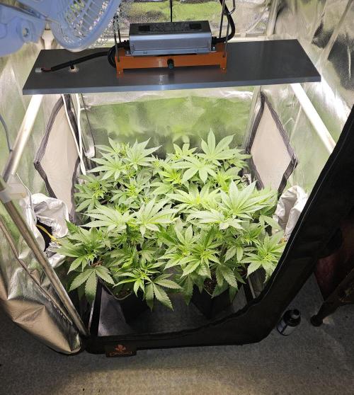 🍌Strawnana Sundae/ Again. Week 7