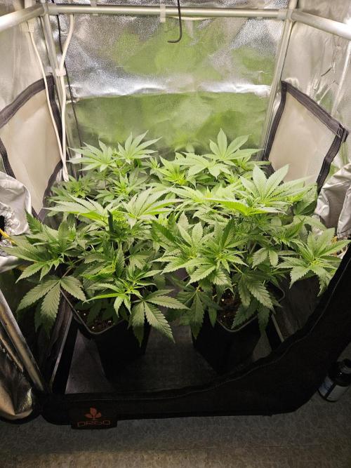 🍌Strawnana Sundae/ Again. Week 7