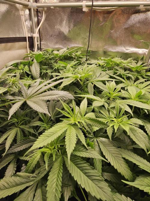 🍌Strawnana Sundae/ Again. Week 8