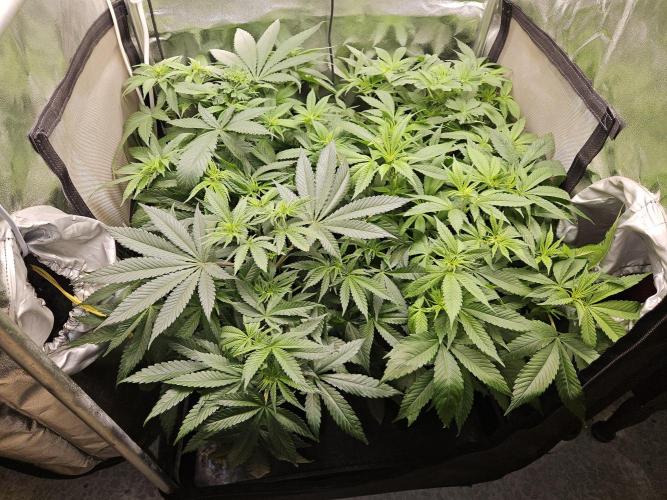 🍌Strawnana Sundae/ Again. Week 8