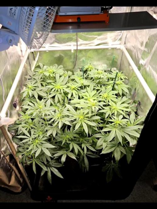 🍌Strawnana Sundae/ Again