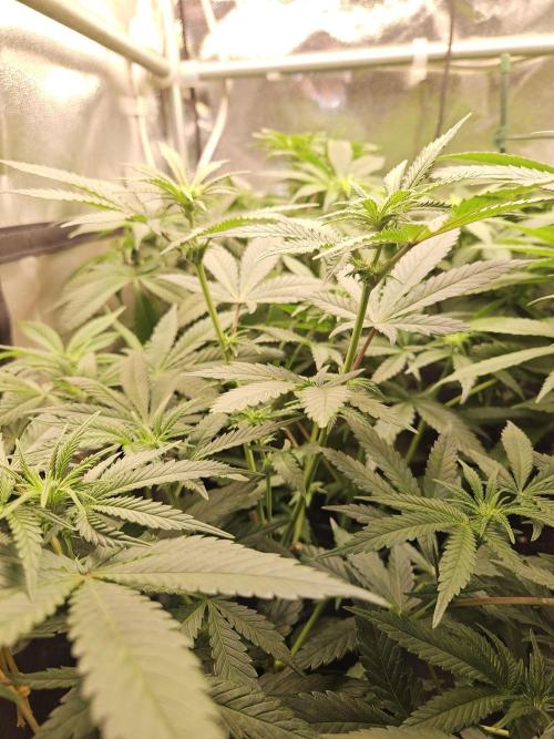 🍌Strawnana Sundae/ Again. Week 9