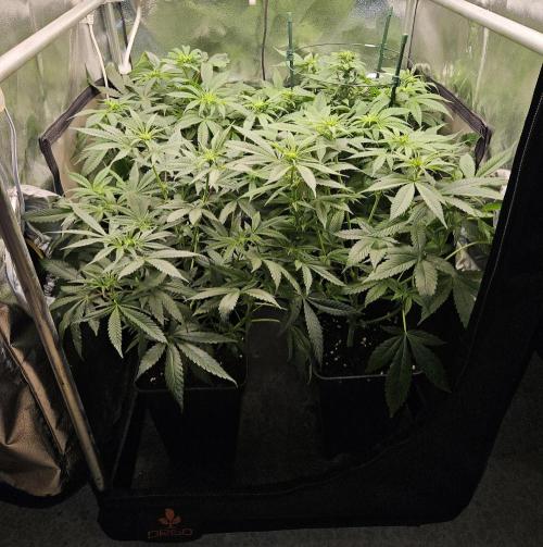 🍌Strawnana Sundae/ Again. Week 9