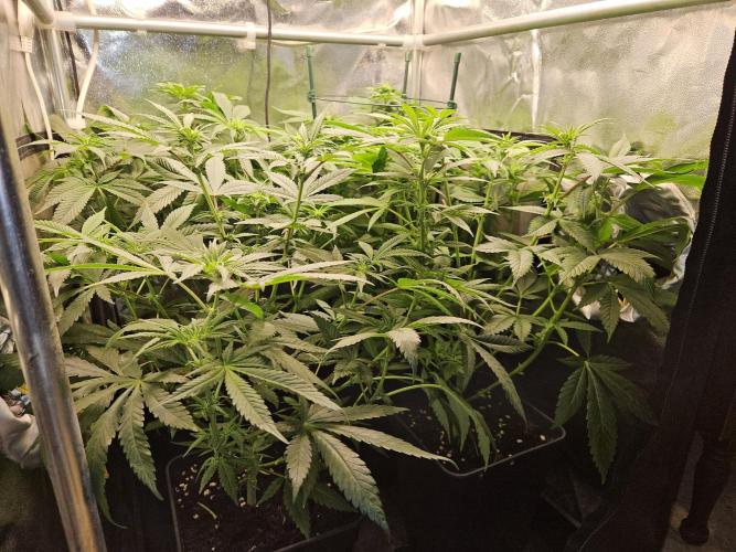 🍌Strawnana Sundae/ Again. Week 9