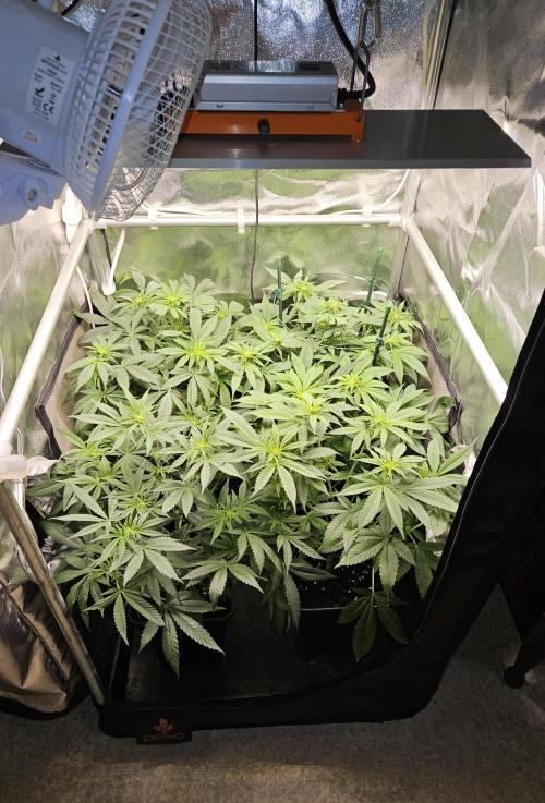 🍌Strawnana Sundae/ Again. Week 9