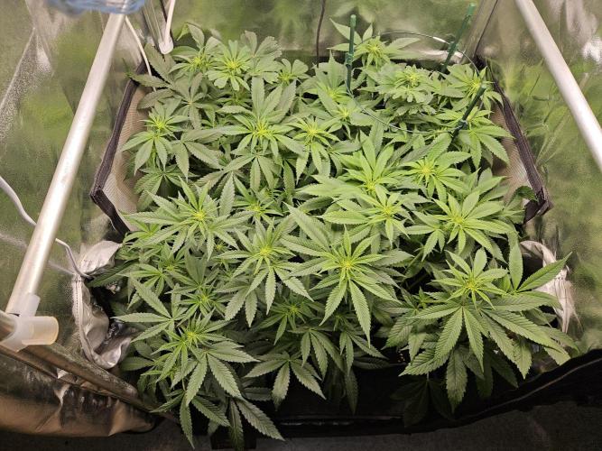 🍌Strawnana Sundae/ Again. Week 9