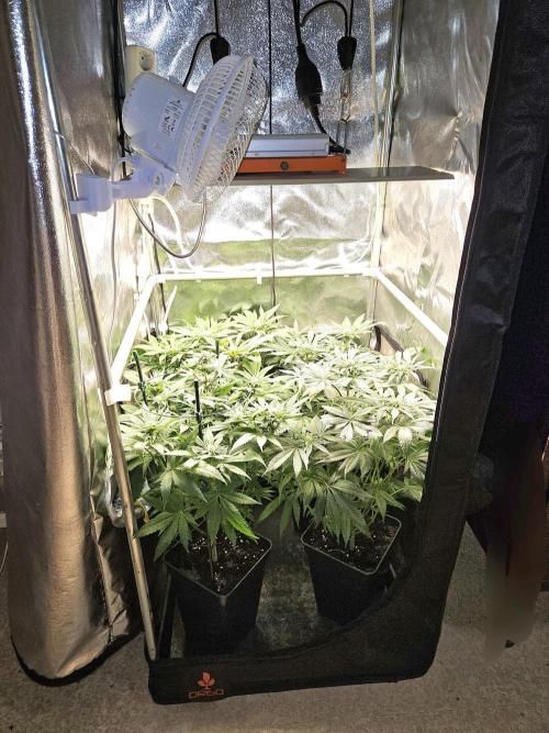 🍌Strawnana Sundae/ Again. Week 10