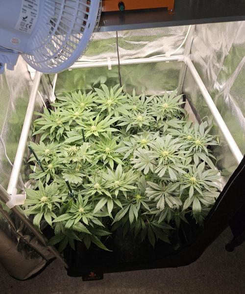 🍌Strawnana Sundae/ Again. Week 10