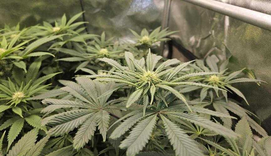 🍌Strawnana Sundae/ Again. Week 10