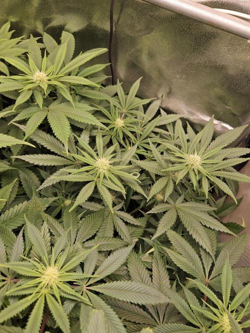 🍌Strawnana Sundae/ Again. Week 10