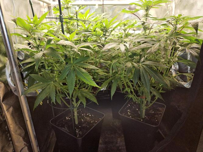 🍌Strawnana Sundae/ Again. Week 10