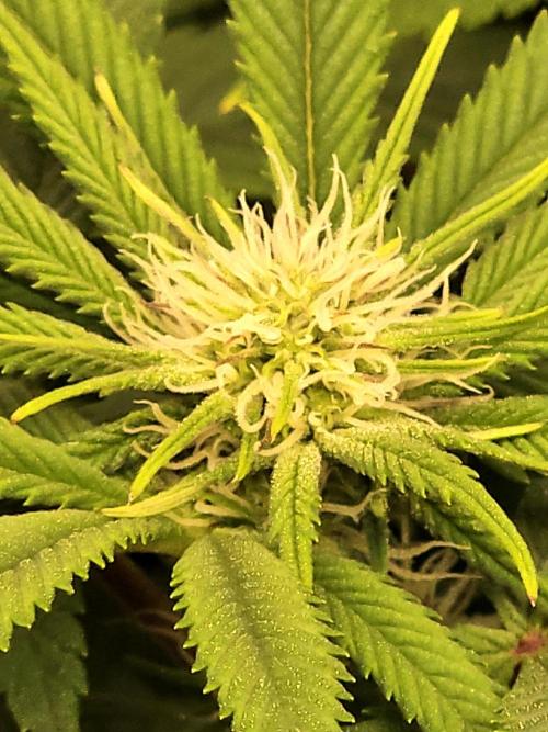 🍌Strawnana Sundae/ Again. Week 10