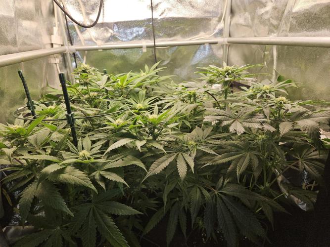 🍌Strawnana Sundae/ Again. Week 10