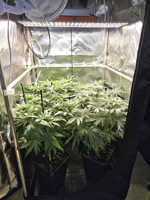 🍌Strawnana Sundae/ Again. Week 10