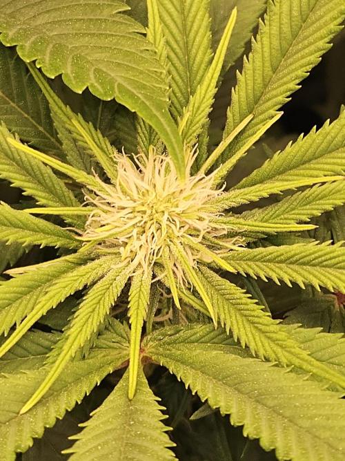 🍌Strawnana Sundae/ Again. Week 10