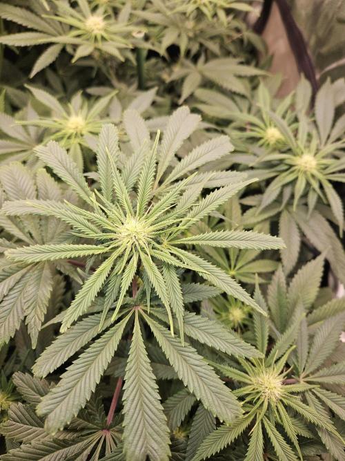 🍌Strawnana Sundae/ Again. Week 10