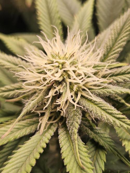 🍌Strawnana Sundae/ Again. Week 11