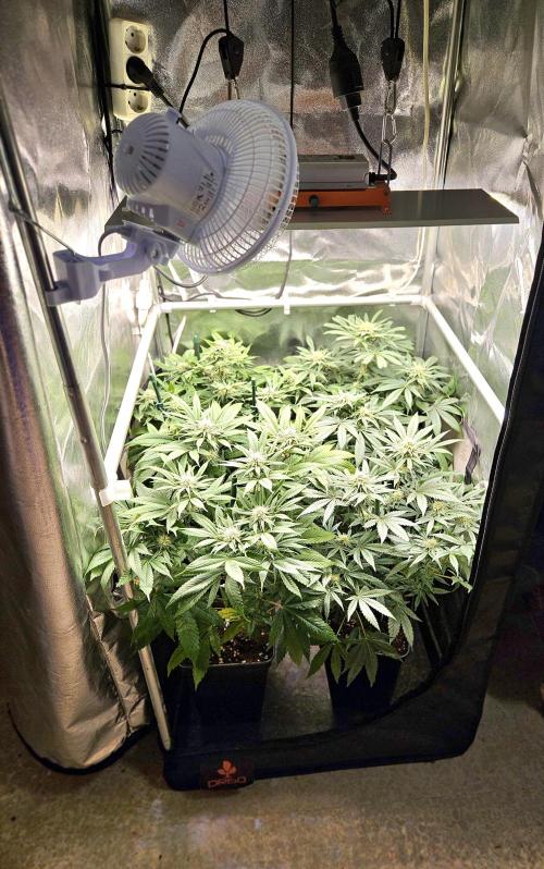 🍌Strawnana Sundae/ Again. Week 11