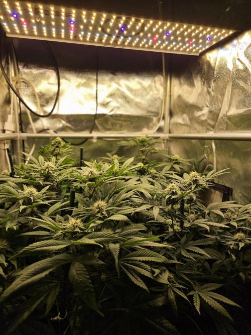 🍌Strawnana Sundae/ Again. Week 11