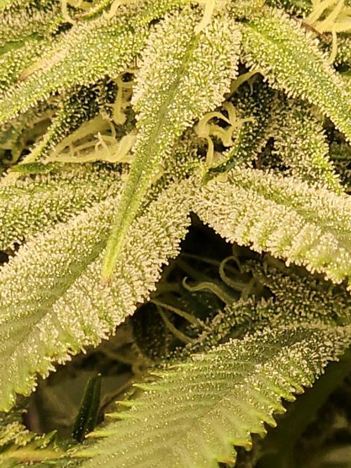 🍌Strawnana Sundae/ Again. Week 11