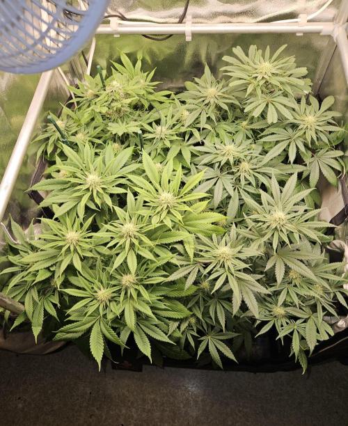 🍌Strawnana Sundae/ Again. Week 11