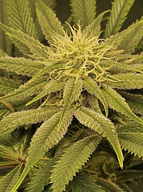 🍌Strawnana Sundae/ Again. Week 11