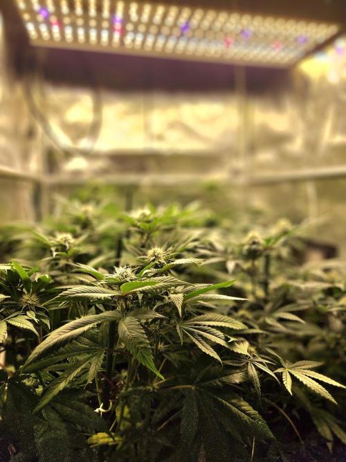 🍌Strawnana Sundae/ Again. Week 11