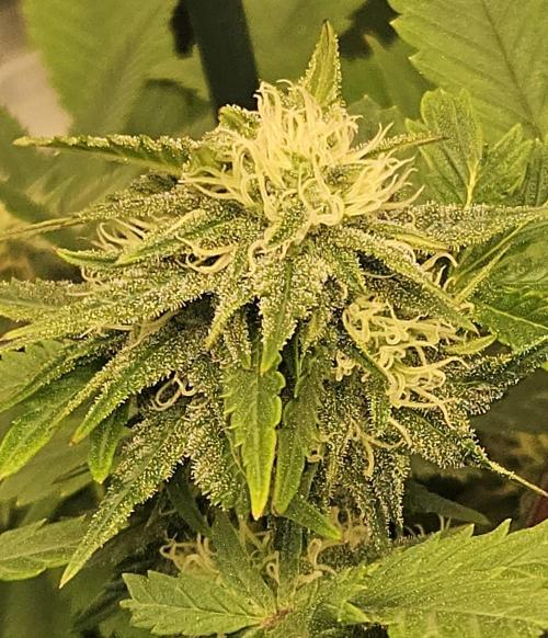 🍌Strawnana Sundae/ Again. Week 11