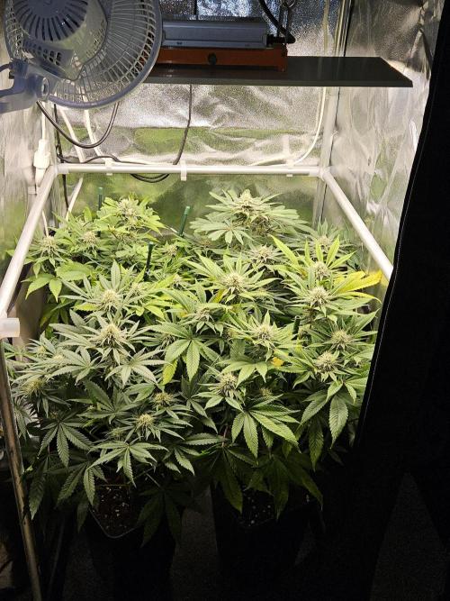 🍌Strawnana Sundae/ Again. Week 12