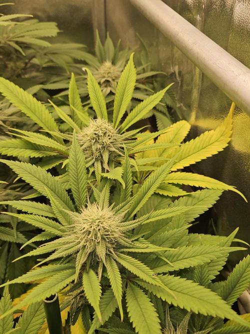 🍌Strawnana Sundae/ Again. Week 12