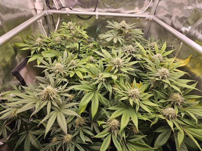 🍌Strawnana Sundae/ Again. Week 12