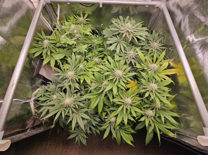 🍌Strawnana Sundae/ Again. Week 12