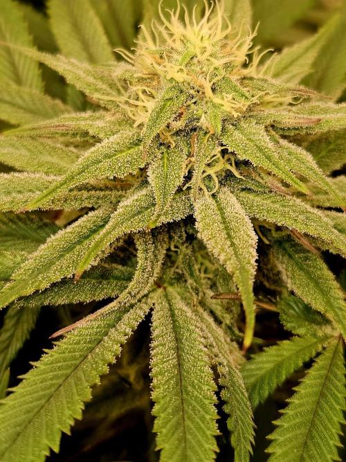 🍌Strawnana Sundae/ Again. Week 12