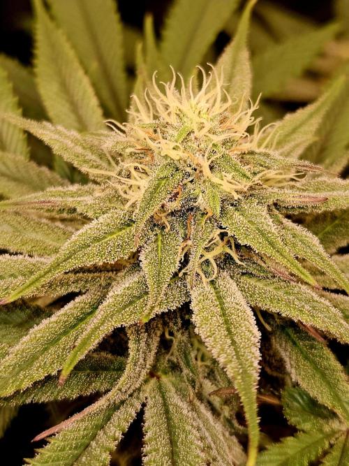 🍌Strawnana Sundae/ Again. Week 12