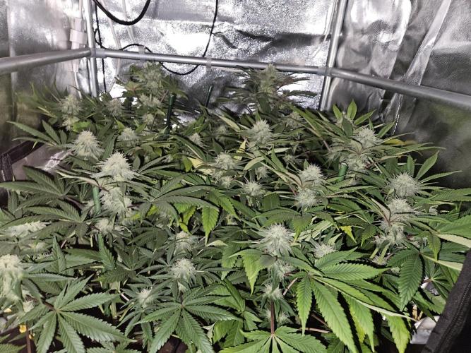 🍌Strawnana Sundae/ Again. Week 12