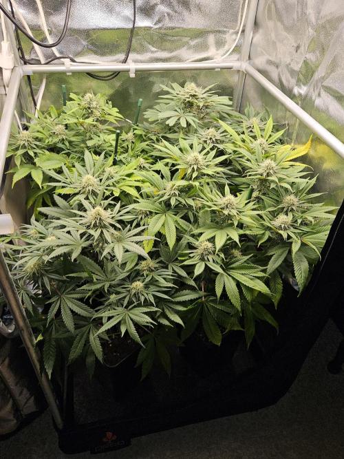 🍌Strawnana Sundae/ Again. Week 12