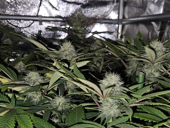 🍌Strawnana Sundae/ Again. Week 12